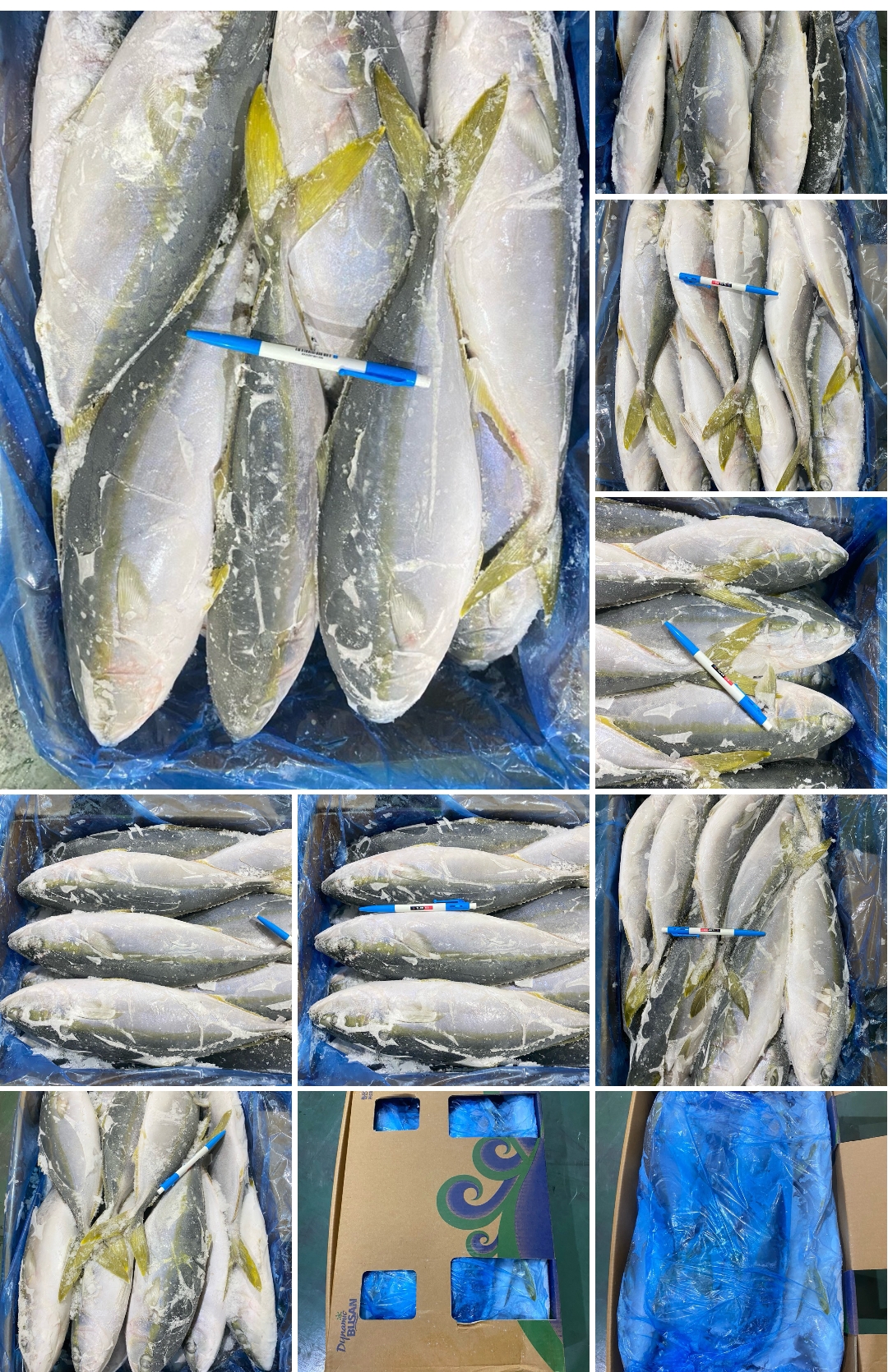 Cá cam HIRASHO Size 300-500g - Nhật -15kg