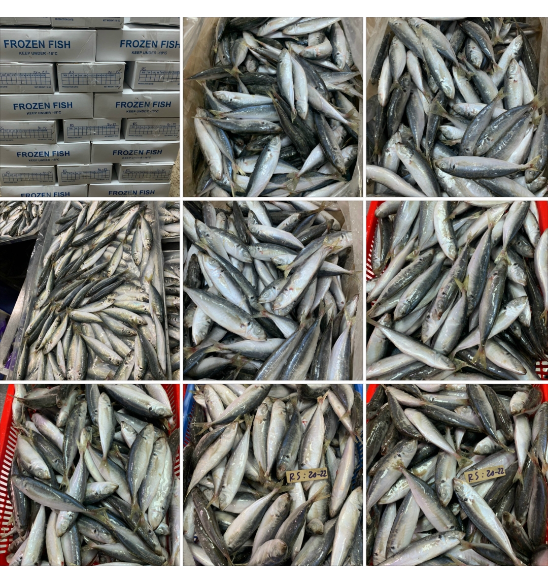 CÁ NỤC GAI 20-22 CON/KG