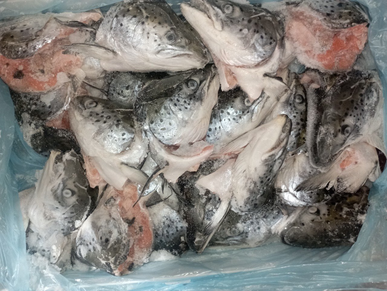 ĐẦU CÁ HỒI LIBELY  400+ 14KG