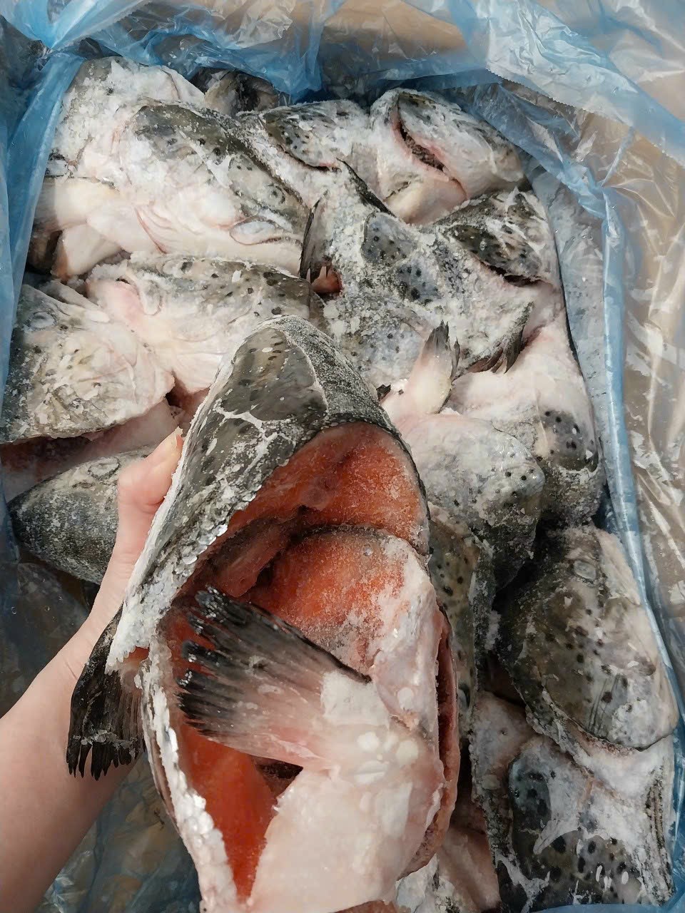ĐẦU CÁ HỒI GG588