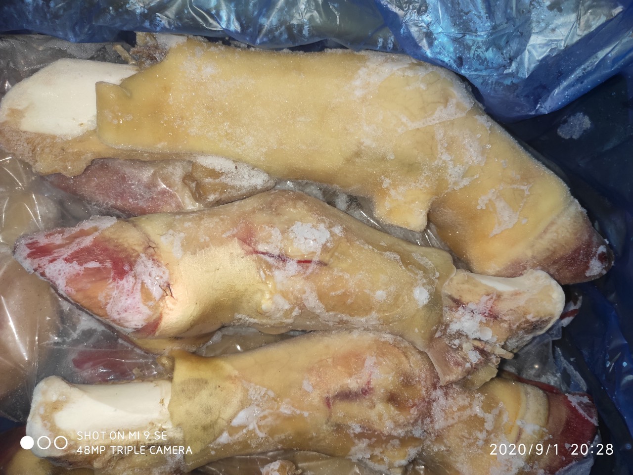 DỰNG BÒ GBP