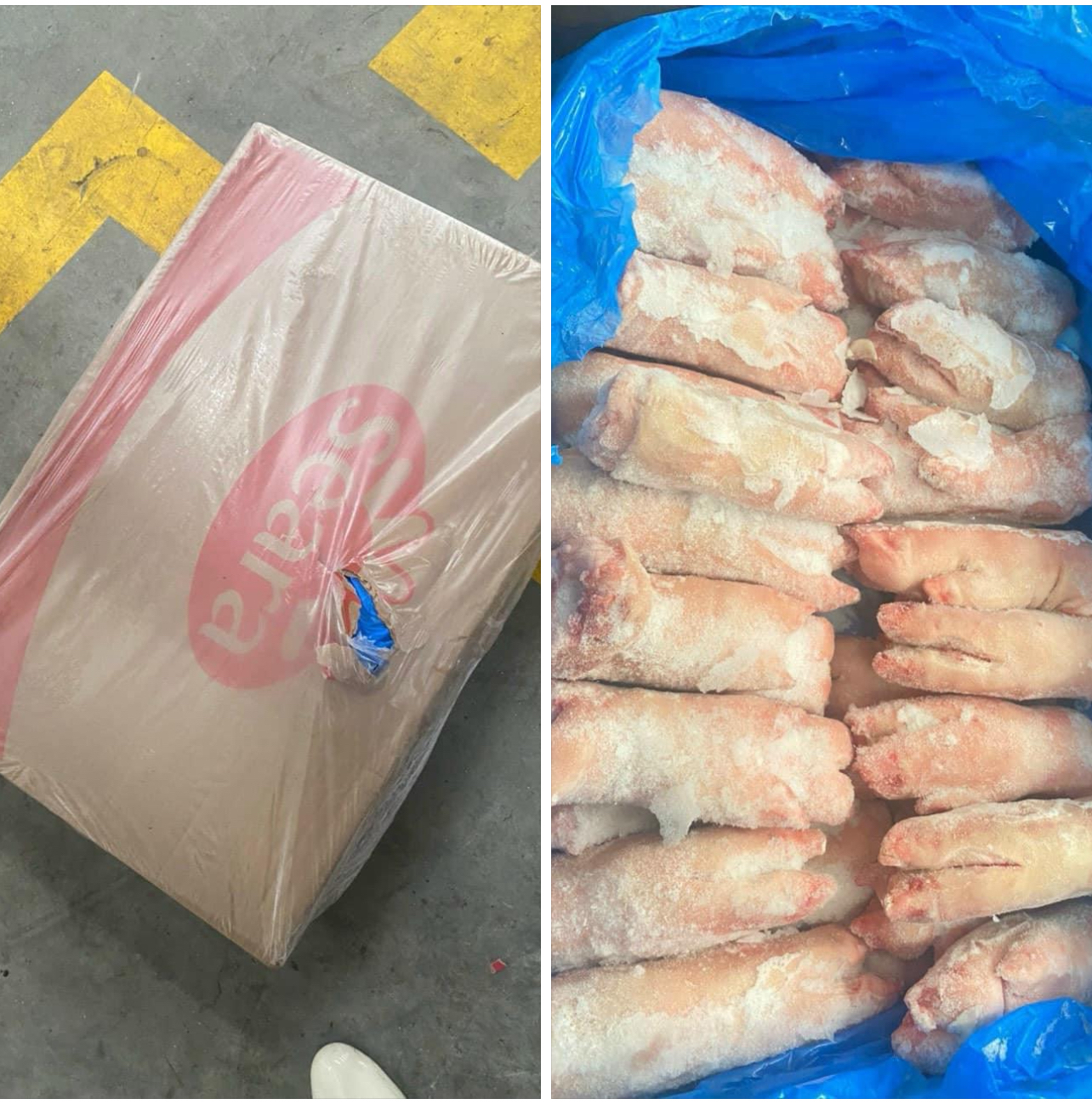 MÓNG HEO TRƯỚC SEARA