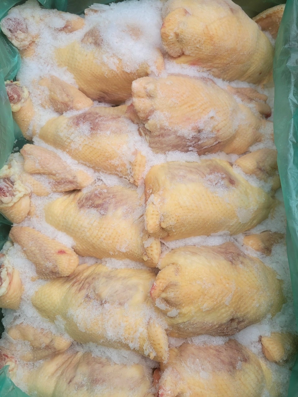 GÀ NGUYÊN CON SHINWOO 10 CON SIZE#13.5 DÂY ĐỎ HQ