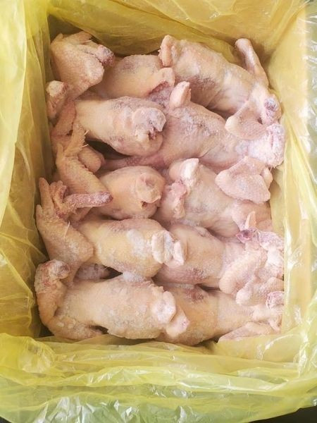 GÀ NGUYÊN CON SHINWOO 10CON SIZE#13,42 DÂY XANH LÁ HQ