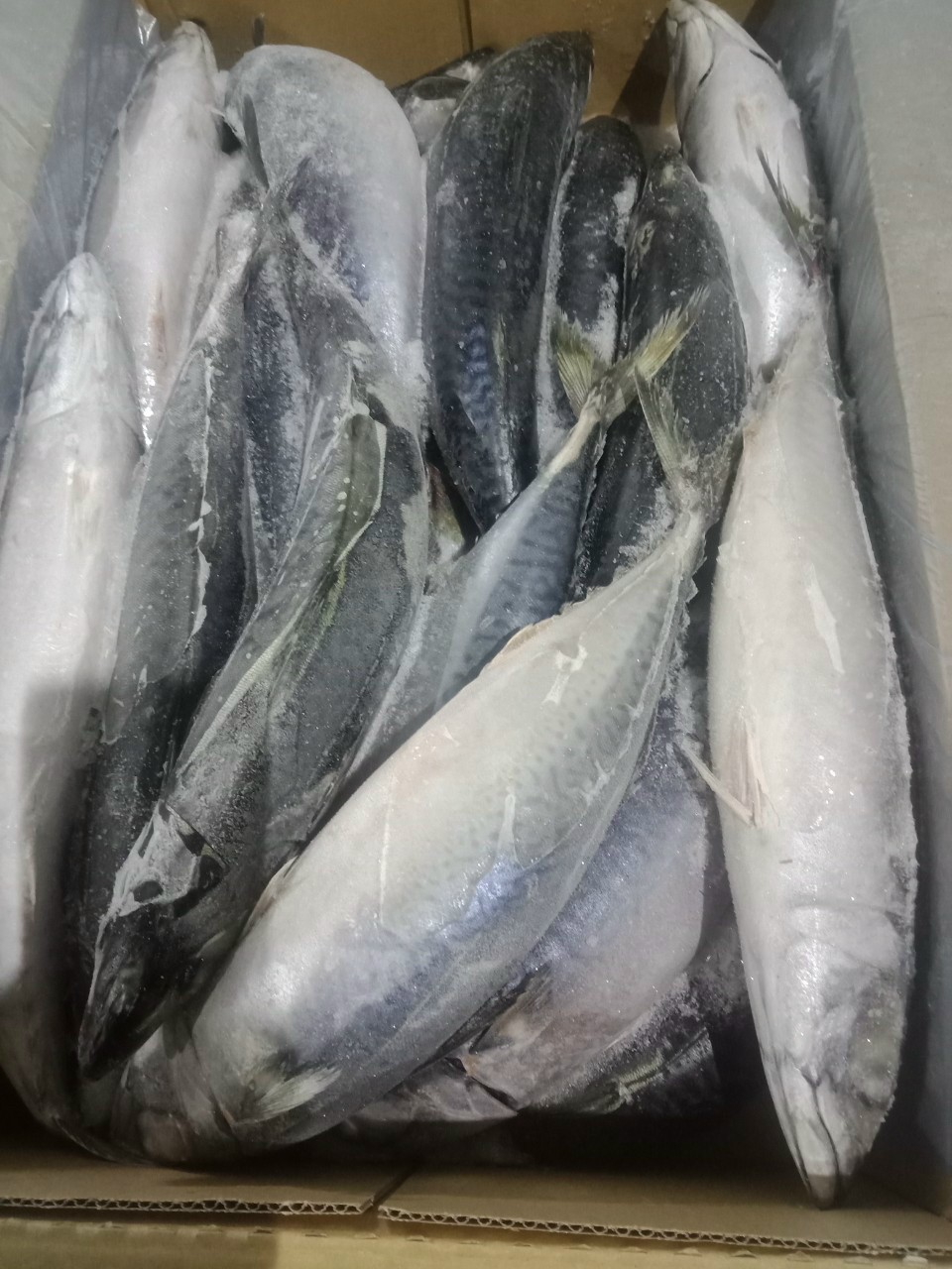 Cá sa ba TAIKO Suisan 500-800g -Nhật -13kg