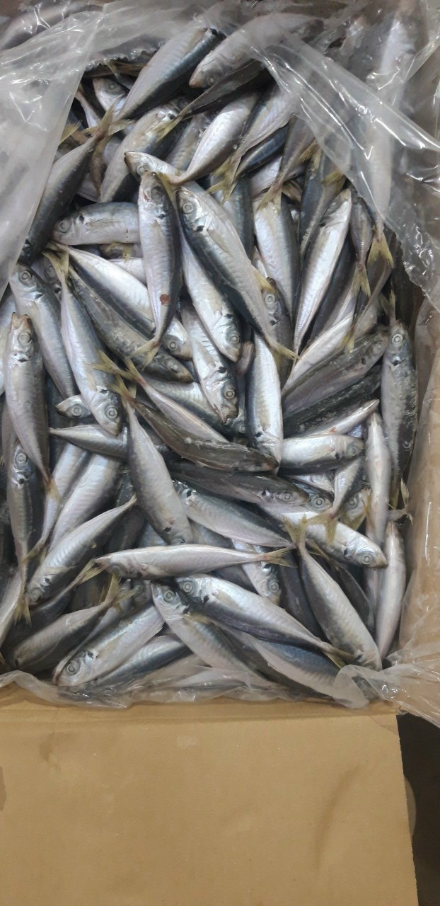 Cá Nục Gốc Đuôi Xanh 500-700g, 10kg