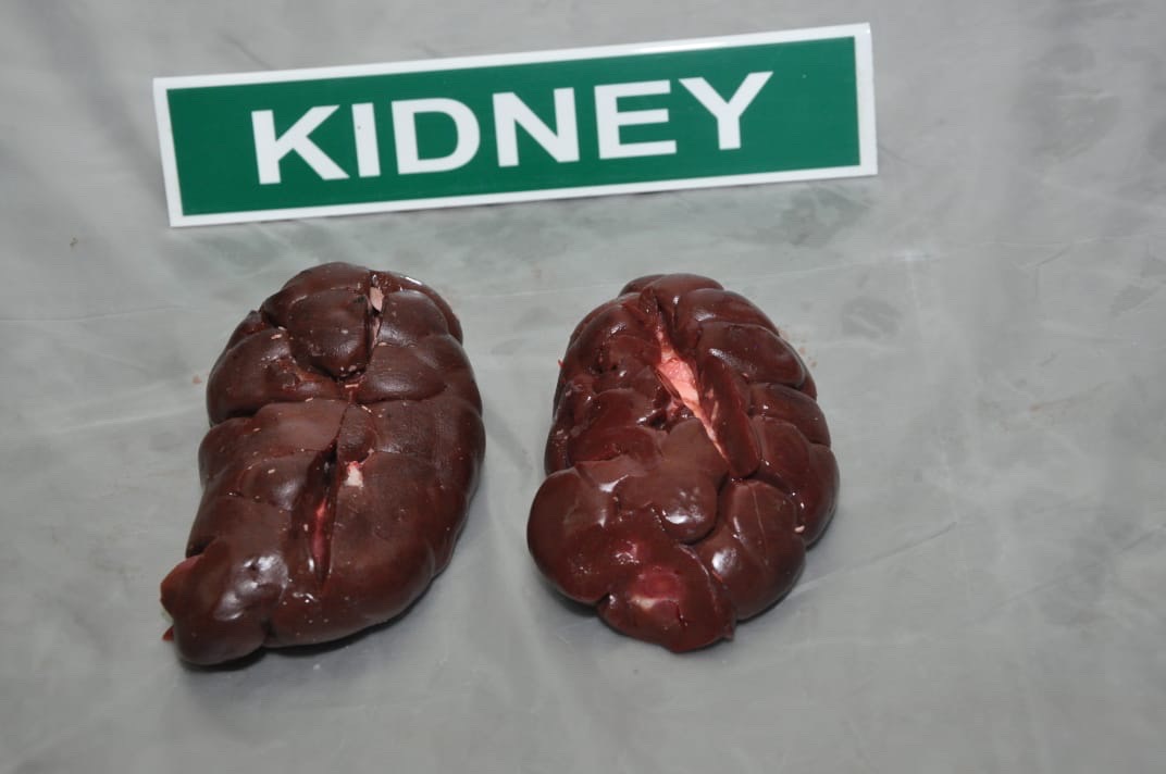 CẬT TRÂU (KIDNEY)